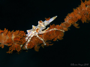 Xeno Crab (Xenocarcinus tuberculatus) riding a sea whip a... by Brian Mayes 